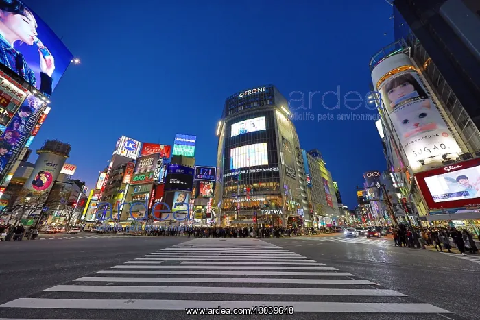 : Shibuya pedestrian crossing in Shibuya with lights : Shibuya pedestrian crossing in Shibuya with lights