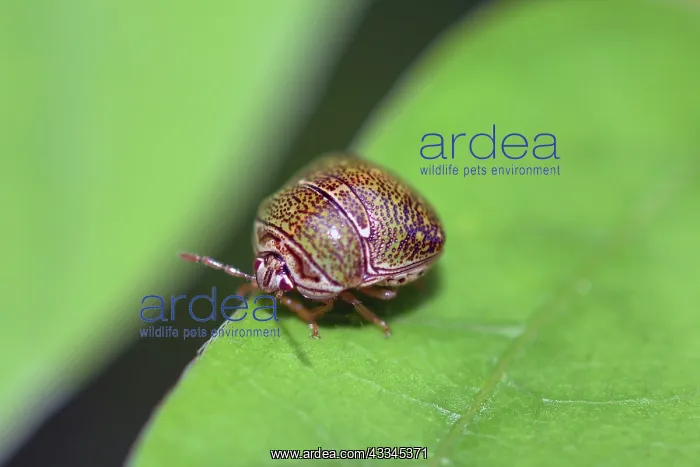 : Shield Bug on leaf - Saba, Gianyar, Bali, Indonesia : Shield Bug on leaf - Saba, Gianyar, Bali, Indonesia
