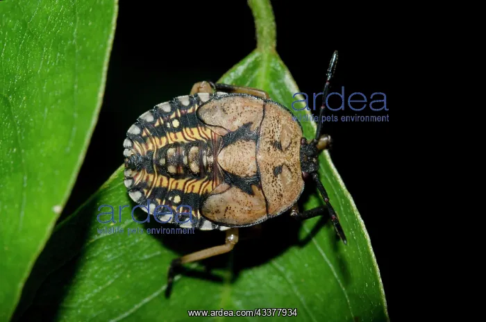 : Shield Bug nymph : Shield Bug nymph