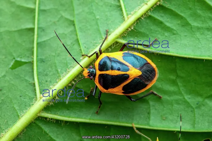 : Shield Bug (Pharypia generosa) on a leaf, Petit : Shield Bug (Pharypia generosa) on a leaf, Petit