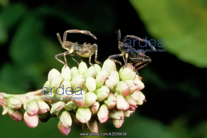 : Shield Bug / Stink Bug : Shield Bug / Stink Bug