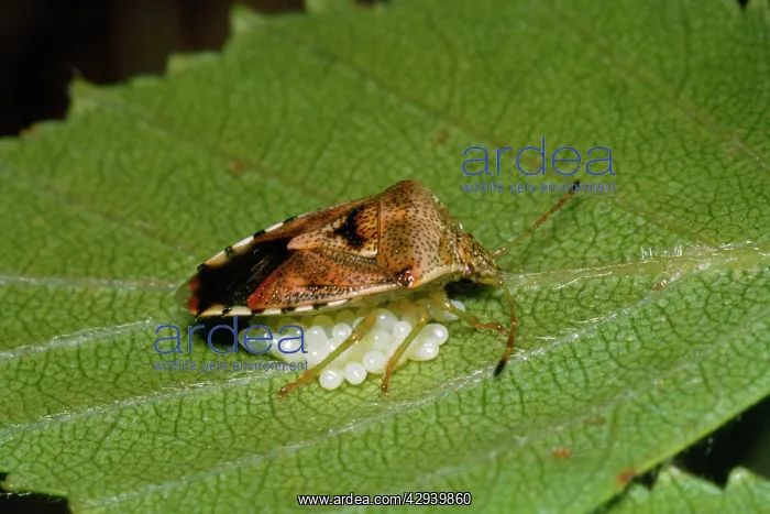  : Shield Bug  /  Stink bug - guarding eggs