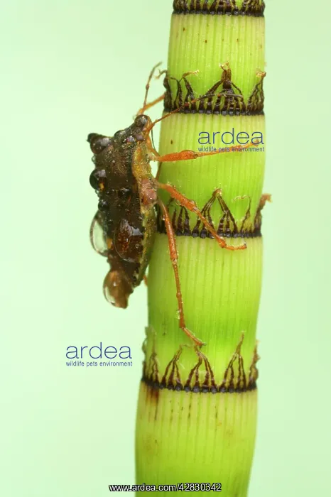 : Shield Bug / Stink bug - On Horsetail after Rain : Shield Bug / Stink bug - On Horsetail after Rain