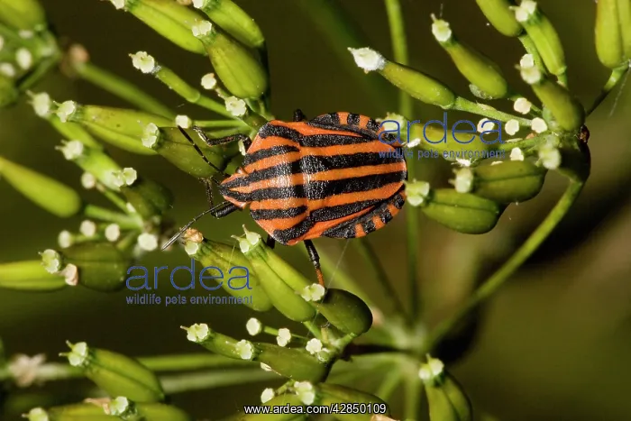 : A shield bug - on umbellifer : A shield bug - on umbellifer