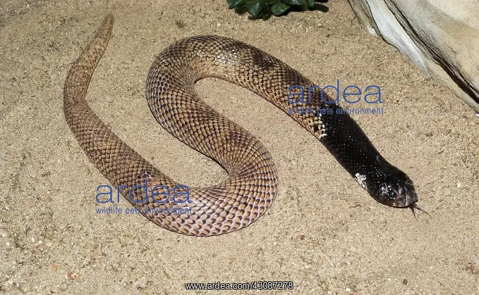 : Shield Nose Cobra : Shield Nose Cobra