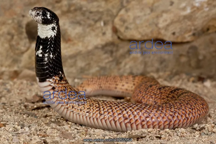 : Shield Nose Cobra, Aspidelaps scutulatus : Shield Nose Cobra, Aspidelaps scutulatus