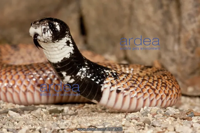 : Shield Nose Cobra, Aspidelaps scutulatus : Shield Nose Cobra, Aspidelaps scutulatus