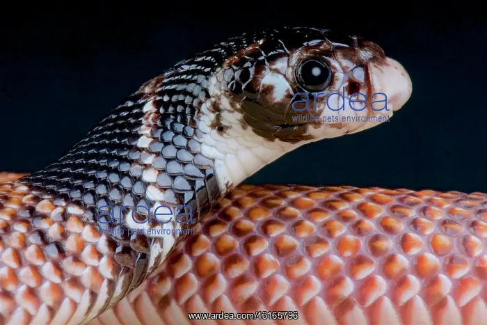 : Shield-nose snake (Aspidelaps scutatus intermedius) : Shield-nose snake (Aspidelaps scutatus intermedius)