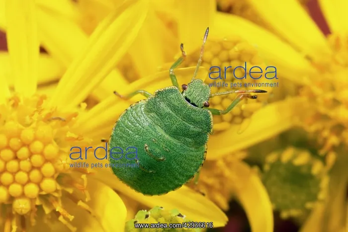 : Shield / Stink Bug : Shield / Stink Bug