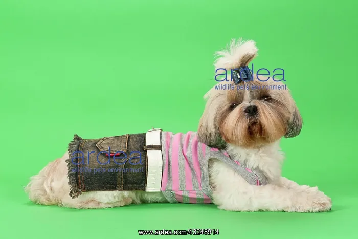 : Shih-Tzu bitch, 3 years old, colour gold white : Shih-Tzu bitch, 3 years old, colour gold white