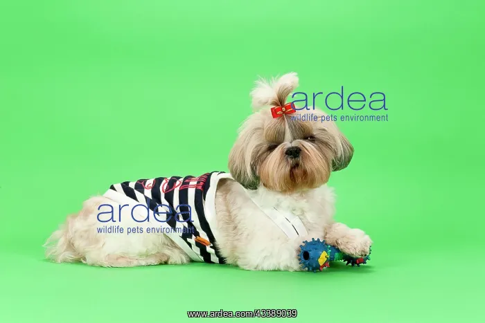 : Shih-Tzu bitch, 3 years old, colour gold white : Shih-Tzu bitch, 3 years old, colour gold white