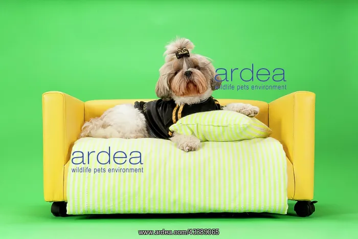 : Shih-Tzu bitch, 3 years old, colour gold white : Shih-Tzu bitch, 3 years old, colour gold white