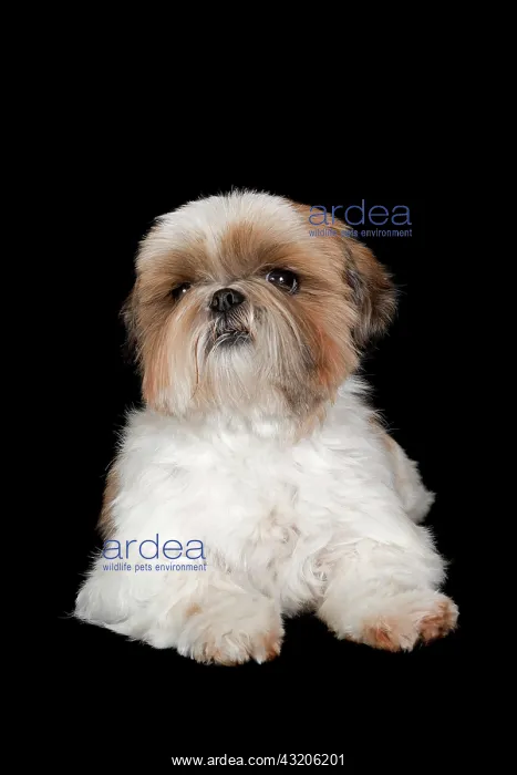 : Shih Tzu, bitch, 6 years, colours gold and white : Shih Tzu, bitch, 6 years, colours gold and white