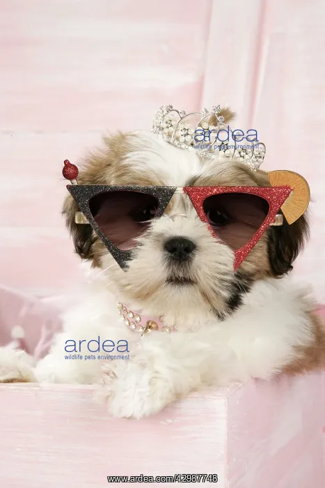 : Shih Tzu Dog, 10 wk old puppy with a tiara in : Shih Tzu Dog, 10 wk old puppy with a tiara in