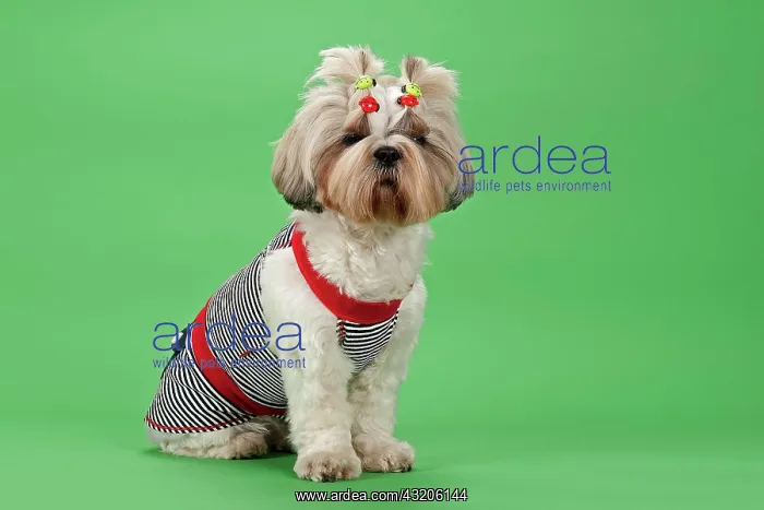 : Shih Tzu dog, 3 years, colour white gold, wearing : Shih Tzu dog, 3 years, colour white gold, wearing