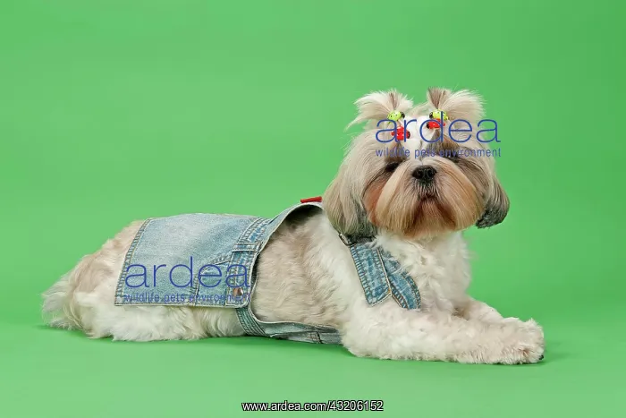 : Shih Tzu dog, 3 years, colour white gold, wearing : Shih Tzu dog, 3 years, colour white gold, wearing