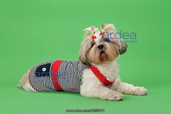 : Shih Tzu dog, 3 years, colour white gold, wearing : Shih Tzu dog, 3 years, colour white gold, wearing