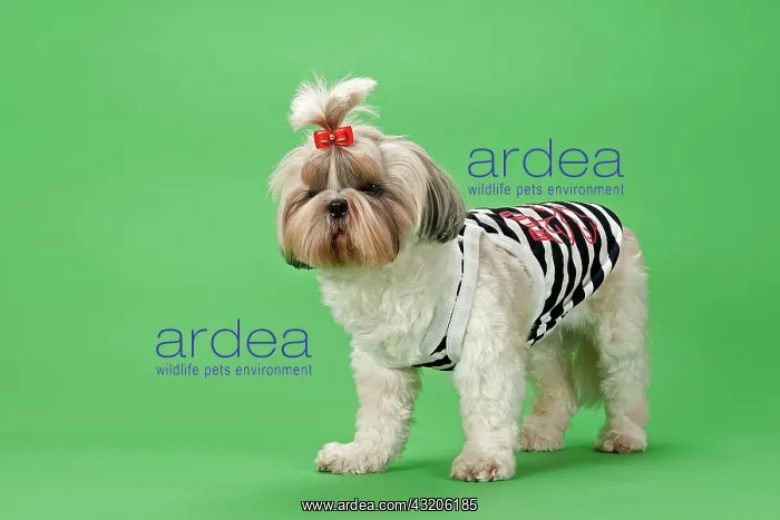 : Shih Tzu dog, 3 years, colour white gold, wearing : Shih Tzu dog, 3 years, colour white gold, wearing