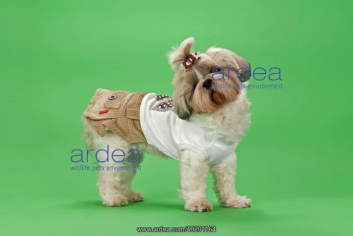 : Shih-Tzu dog, 3 years, female, gold and white, with : Shih-Tzu dog, 3 years, female, gold and white, with