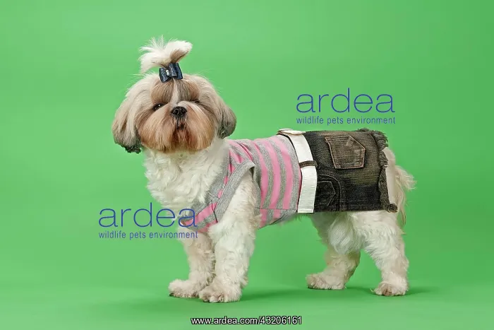 : Shih-Tzu dog, 3 years, female, gold and white, with : Shih-Tzu dog, 3 years, female, gold and white, with