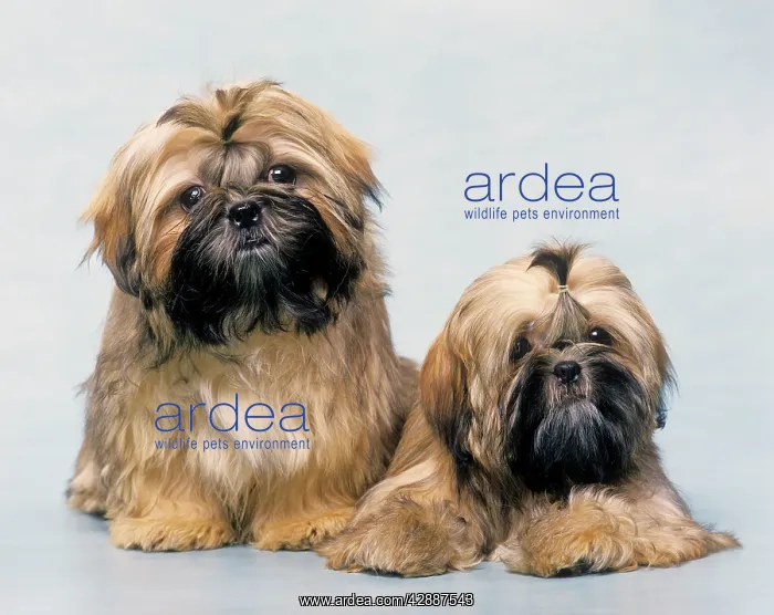 : SHIH-TZU Dog - two : SHIH-TZU Dog - two