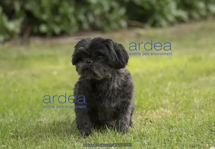  : Shih tzu Dog