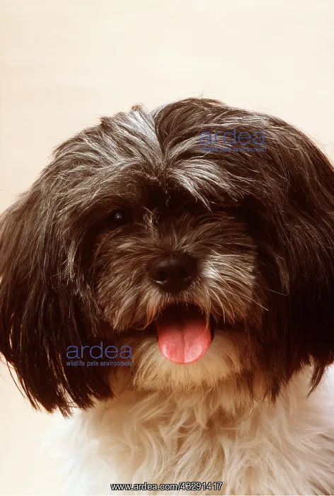  : SHIH-TZU DOG