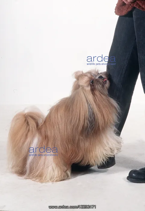 : Shih-tzu DOG - attempting to mate with human leg : Shih-tzu DOG - attempting to mate with human leg