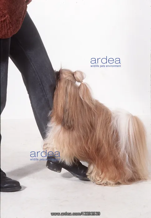 : Shih-tzu DOG - attempting to mate with human leg : Shih-tzu DOG - attempting to mate with human leg