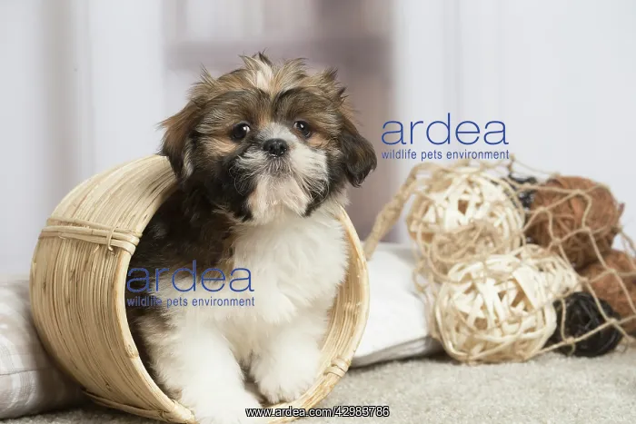 : Shih Tzu dog indoors : Shih Tzu dog indoors