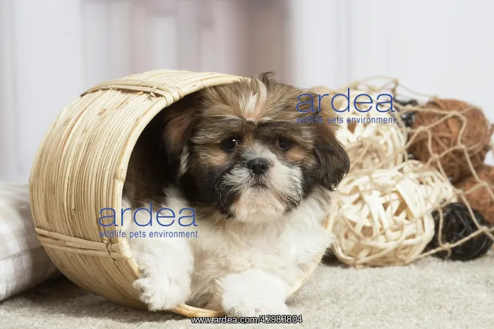 : Shih Tzu dog indoors : Shih Tzu dog indoors