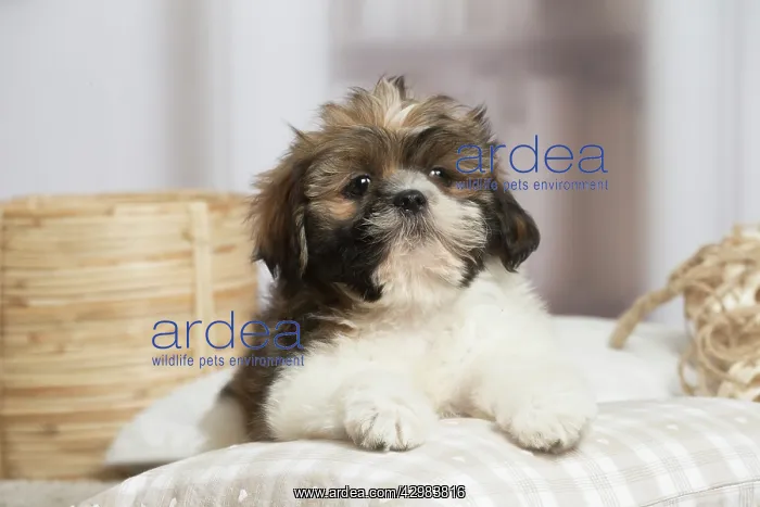 : Shih Tzu dog indoors : Shih Tzu dog indoors