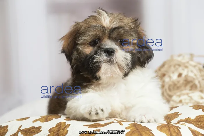 : Shih Tzu dog indoors : Shih Tzu dog indoors