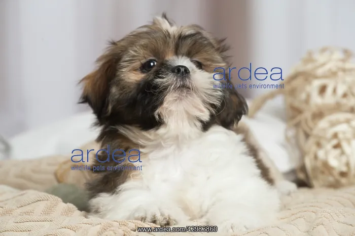 : Shih Tzu dog indoors : Shih Tzu dog indoors