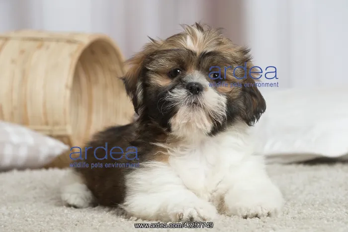 : Shih Tzu dog indoors : Shih Tzu dog indoors