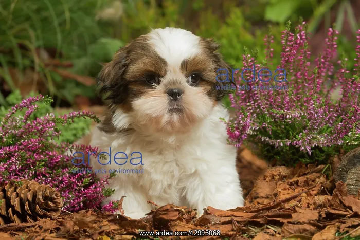 : Shih Tzu dog outdoors in Autumn : Shih Tzu dog outdoors in Autumn