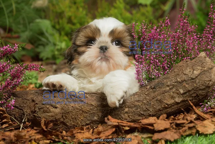 : Shih Tzu dog outdoors in Autumn : Shih Tzu dog outdoors in Autumn