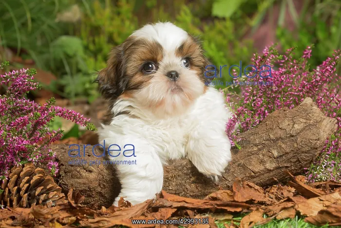 : Shih Tzu dog outdoors in Autumn : Shih Tzu dog outdoors in Autumn
