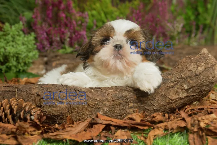 : Shih Tzu dog outdoors in Autumn : Shih Tzu dog outdoors in Autumn