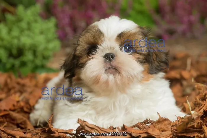 : Shih Tzu dog outdoors in Autumn : Shih Tzu dog outdoors in Autumn