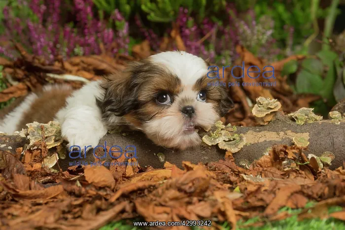 : Shih Tzu dog outdoors in Autumn : Shih Tzu dog outdoors in Autumn