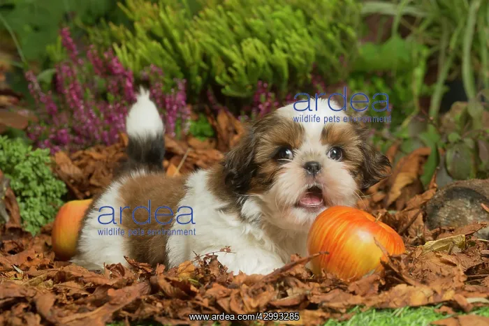 : Shih Tzu dog outdoors in Autumn : Shih Tzu dog outdoors in Autumn