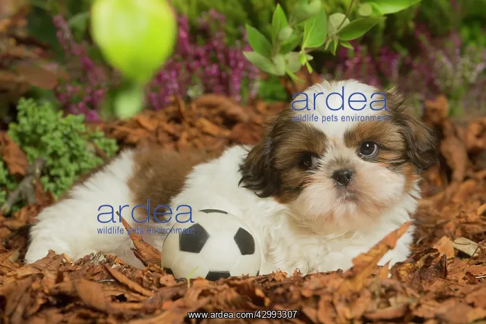 : Shih Tzu dog outdoors in Autumn : Shih Tzu dog outdoors in Autumn