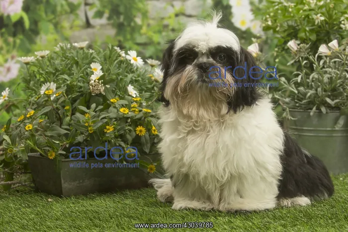  : Shih Tzu dog outside in the garden