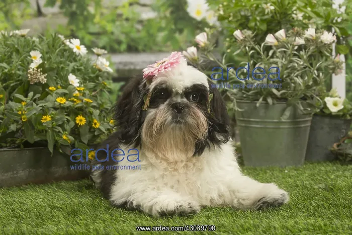 : Shih Tzu dog outside in the garden : Shih Tzu dog outside in the garden