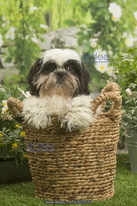 : Shih Tzu dog outside in the garden : Shih Tzu dog outside in the garden