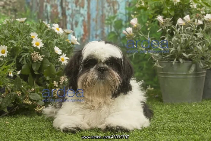 : Shih Tzu dog outside in the garden : Shih Tzu dog outside in the garden