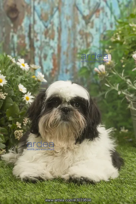 : Shih Tzu dog outside in the garden : Shih Tzu dog outside in the garden