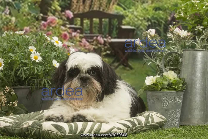 : Shih Tzu dog outside in the garden : Shih Tzu dog outside in the garden