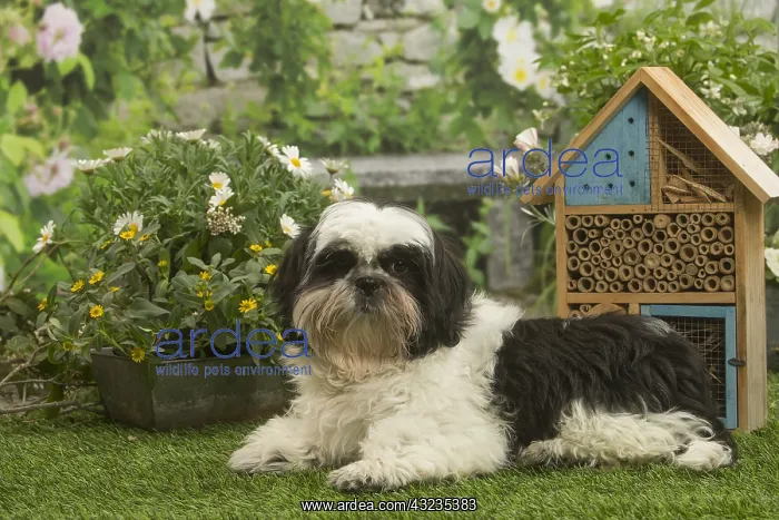 : Shih Tzu dog outside in the garden : Shih Tzu dog outside in the garden